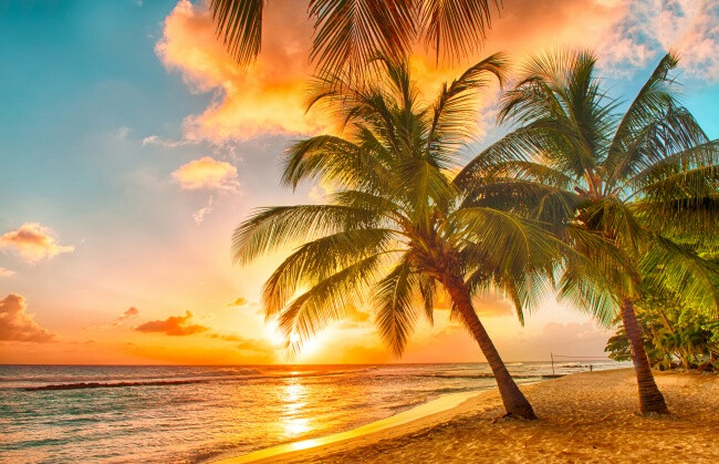 黄昏落日沙滩椰子树