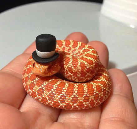 " 原来蛇这种动物带了帽子,萌感会这么强烈.