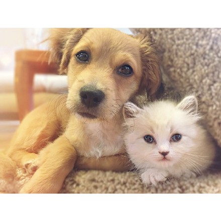 养一只狗一只猫,幸福刚刚好.