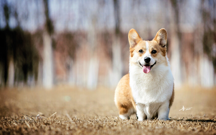 威尔士柯基犬图片,桌面背景图片,高清桌面