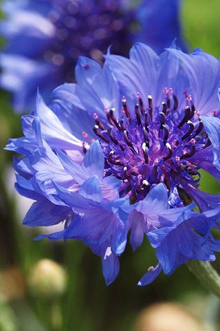 centaurea cyanus 矢车菊 | 细致 优雅 象征幸福【德国国花】