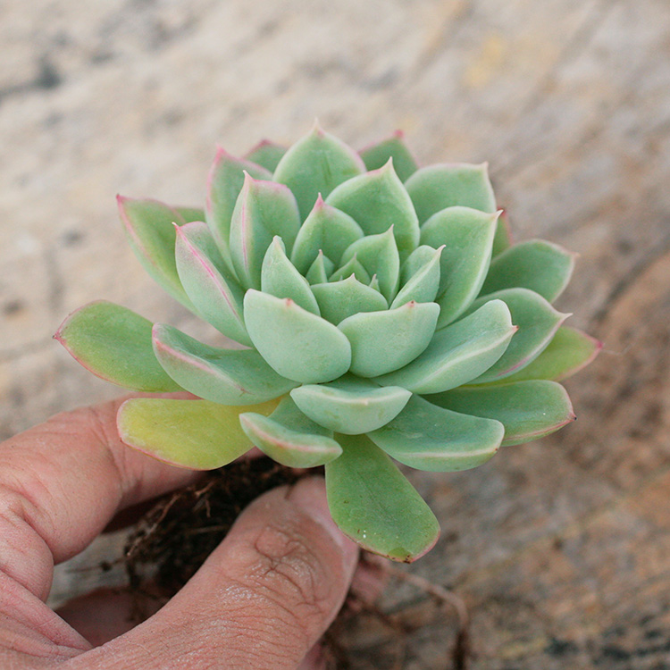 芷秋原 多肉植物 月亮仙子 大棚自繁 新