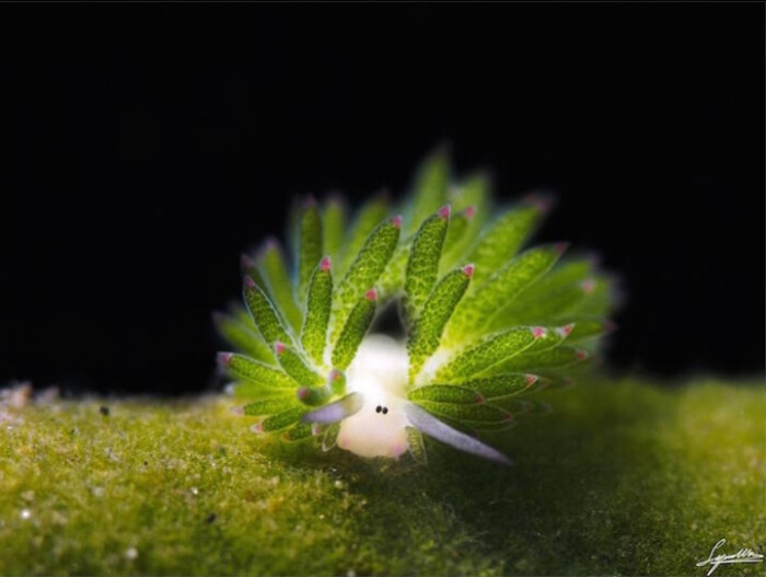 印度等水域可发现的海蛞蝓——costasiella kuroshimae,又叫做叶羊或