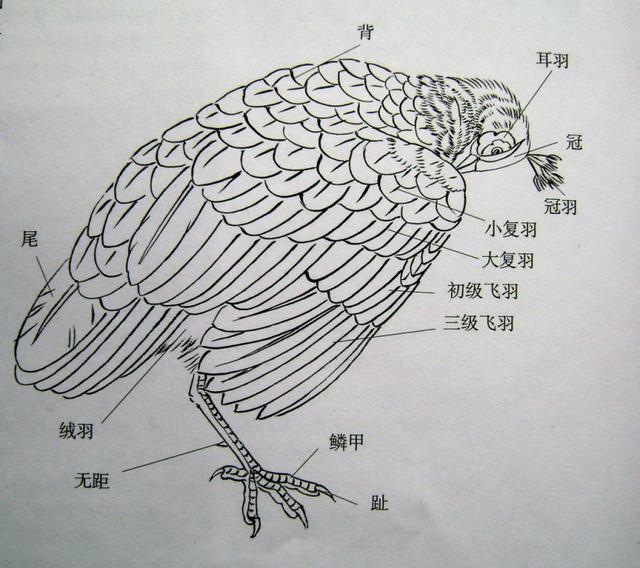 孔雀各部结构说明 孔雀的头部较小,头上有一些竖立的羽毛,嘴较尖硬;雄