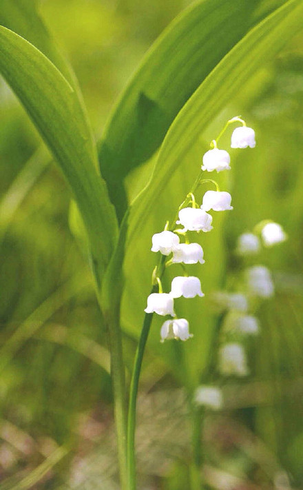 铃兰花