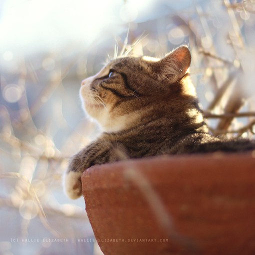 你好,前方有一只猫咪_唯美可爱猫咪图片