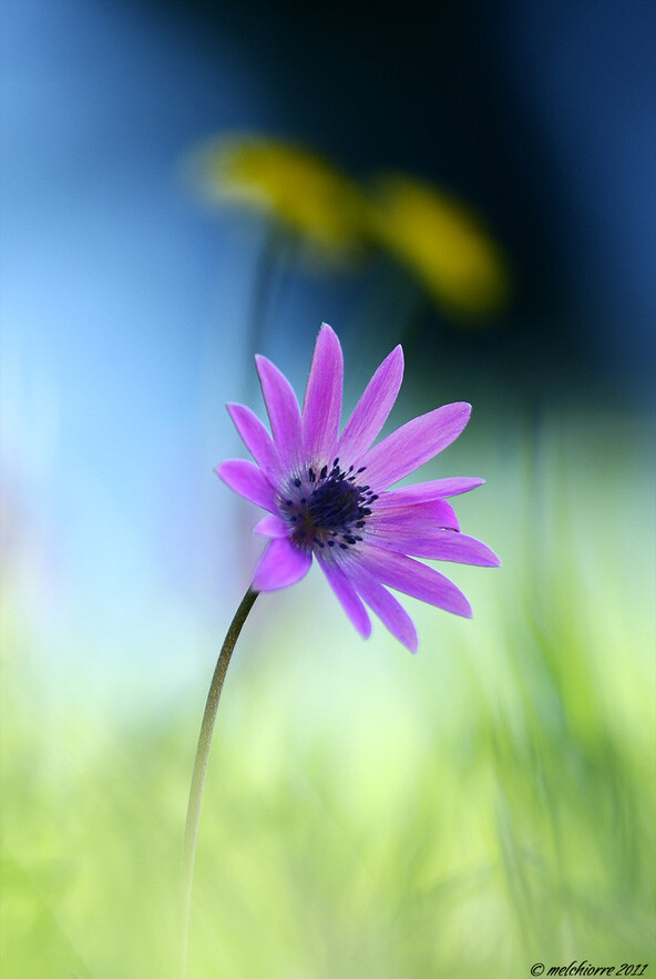 花花
