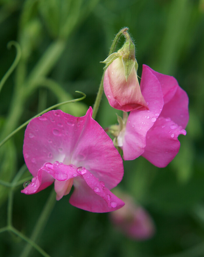 sweet pea 甜豌豆花