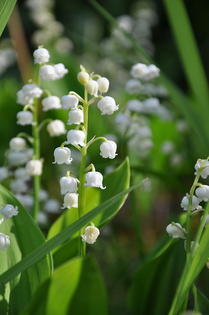 lily of the valley,铃兰.