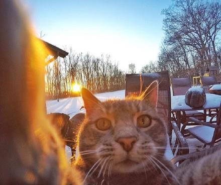 一只爱上自拍的猫