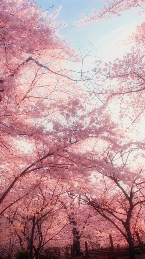 粉色樱花风景手机壁纸