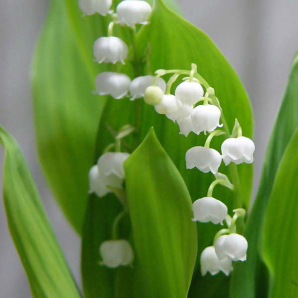 【香型铃兰花盆栽花卉】铃兰植株矮小,幽雅清丽,芳香宜人,是一种优良