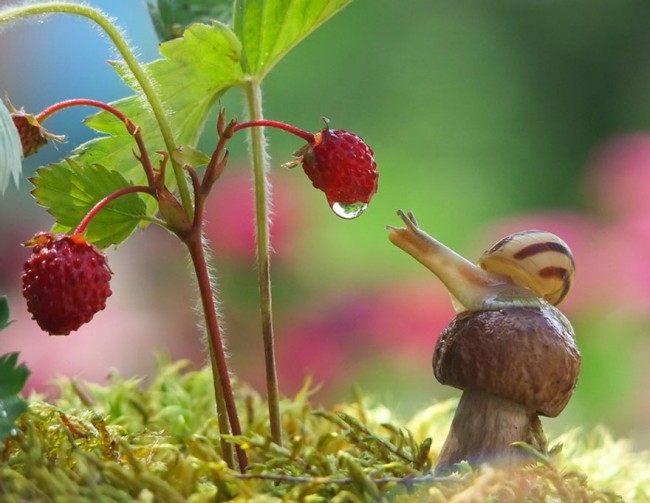 记录了蜗牛在自然环境中的日常生活瞬间