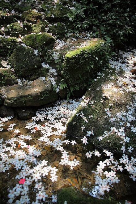 自在飞花轻似梦,无边丝雨细如愁