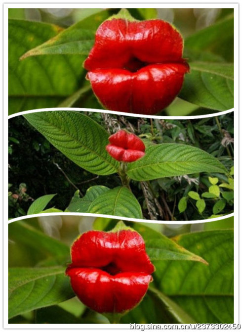 嘴唇花(学名:psychotria elata (sw.