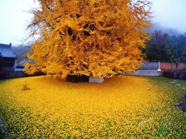 17,西安古刹的银杏树,唐太宗李世民亲手栽下的那颗银杏树,惊艳了千年!