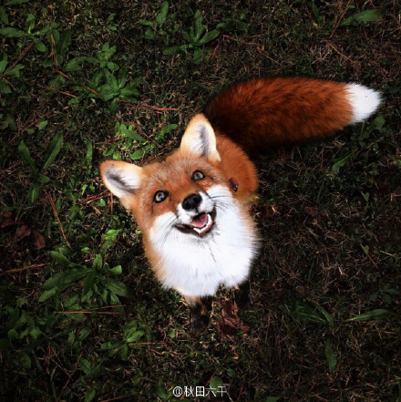 爱笑的宠物小狐狸juniper,主人完全就是现代小王子嘛( )