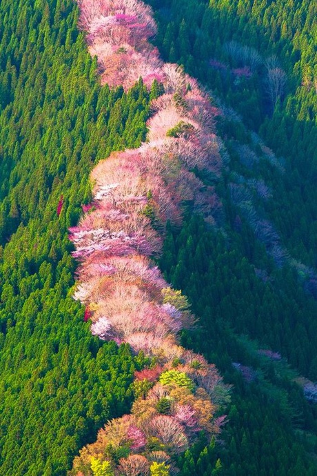 千本樱,日本第一赏樱名所~在吉野山一眼望去能看见一千树樱花!