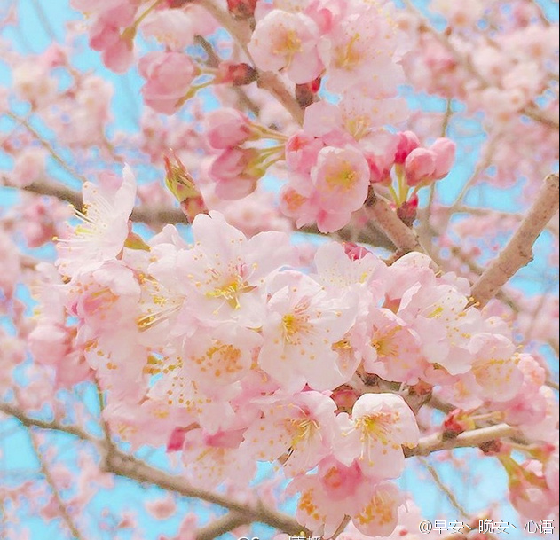 樱花花语 幸福一生一世永不言弃