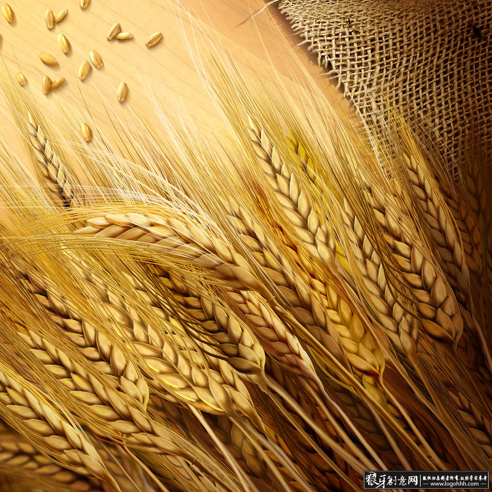 背景素材 秋天丰收季节 高清麦穗背景psd小麦粒麦子收割 成熟水稻背景