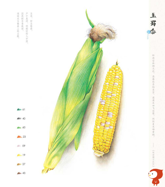 飞乐鸟《夏之绘》春夏秋冬四季彩铅绘画教程马可雷洛阿油性48色绘