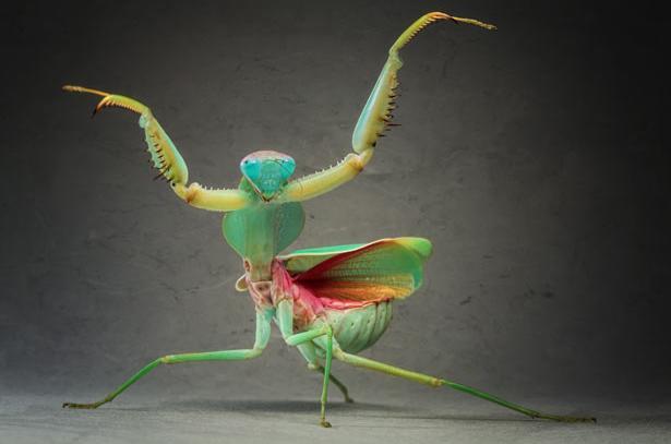 微距镜头下的奇妙昆虫:巨型盾螳螂表演功夫_高清图集_新浪网  a class