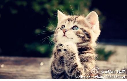 祈祷猫高清