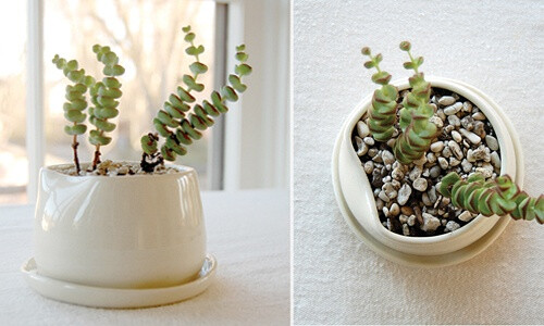 小植物 