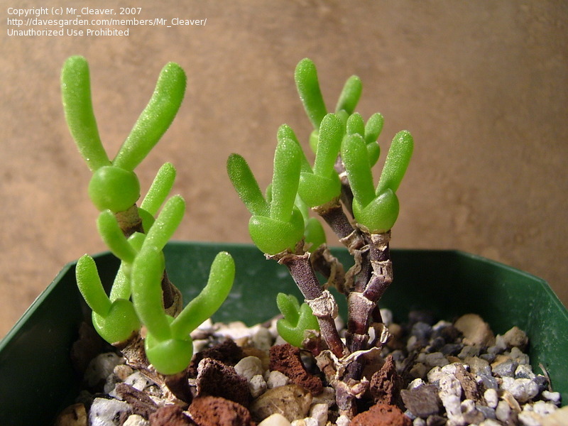 枝干番杏(dicrocaulon ramulosum)番杏科多肉植物.