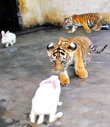 小老虎:我能吃你么?小兔子:你没吃过兔子…-堆糖,美好