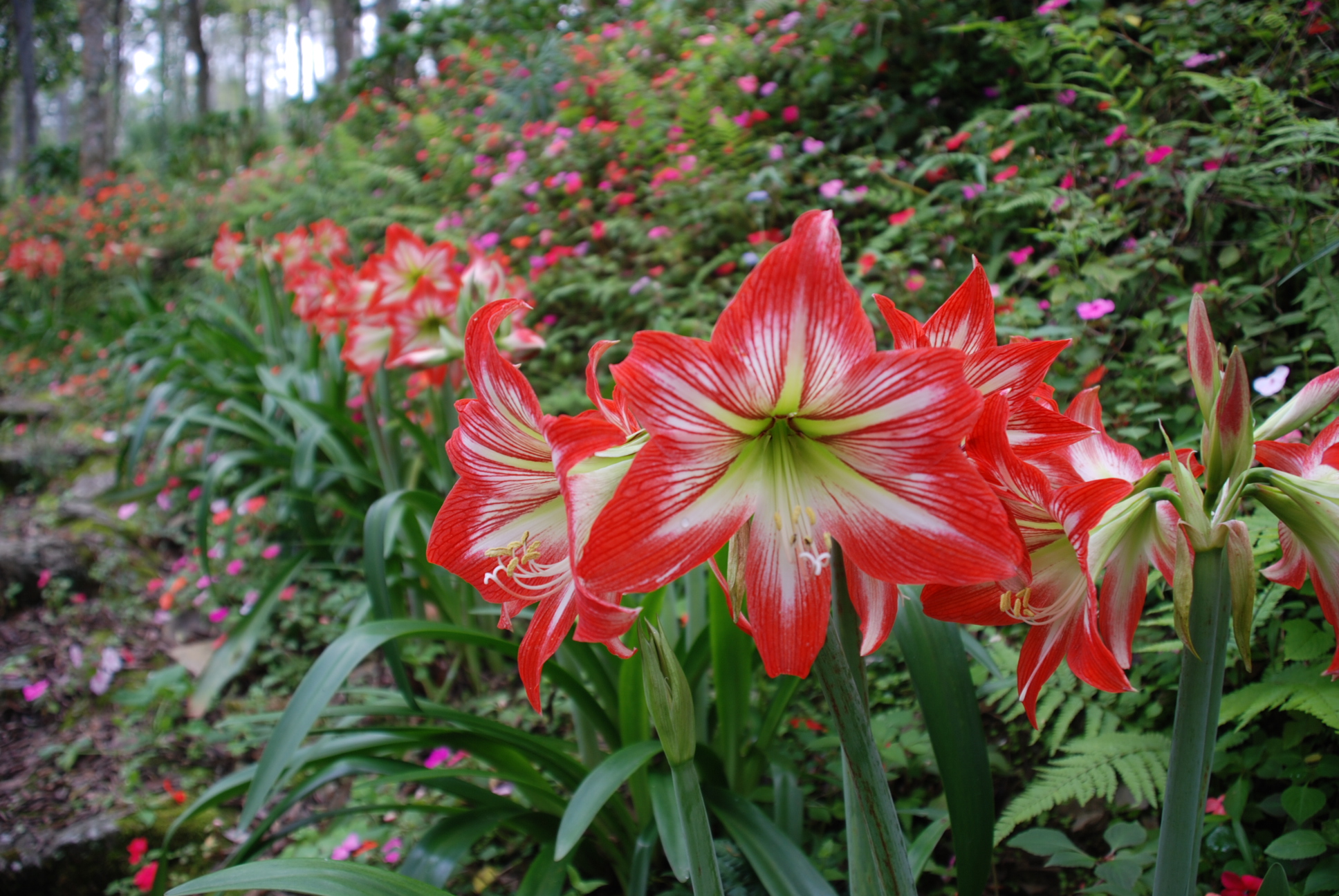 孤挺花,又叫朱顶红(学名:hippeastrum rutilum)是石蒜科朱顶红属的