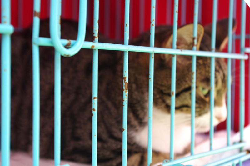 年11月9日 23:49   关注  助养 上海 猫咪 领养 萌 宠物 好心 可爱