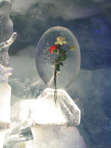 冰中玫瑰,浪漫哎