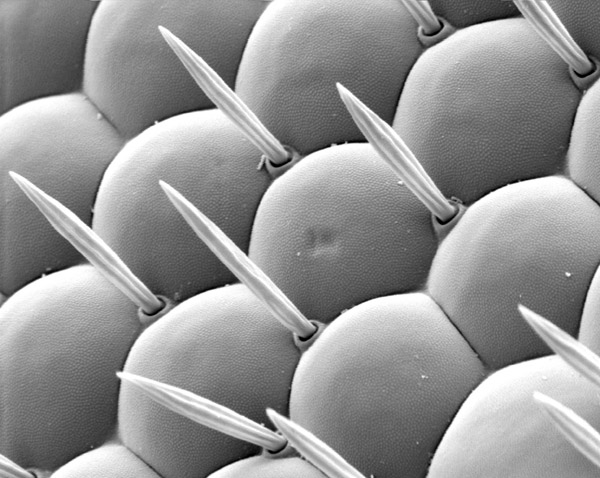 这是在电子显微镜下苍蝇的眼睛.
