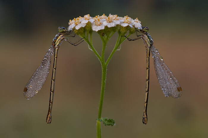 蜻蜓与花