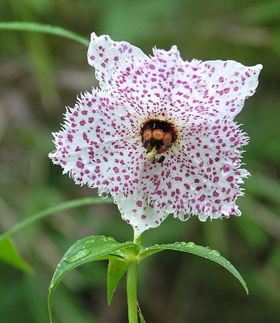 多斑豹子花