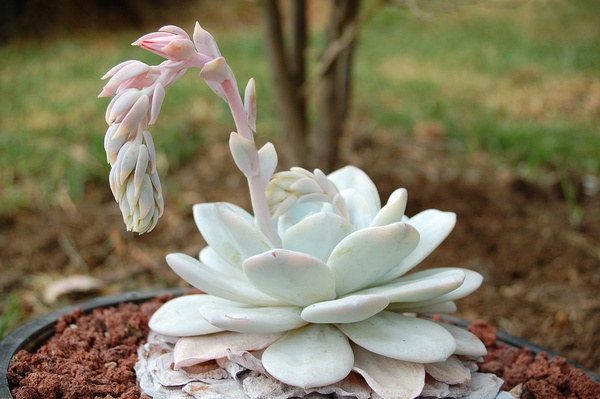 景天科拟石莲花属【雪莲】echeveria lauii(图片来源网络)