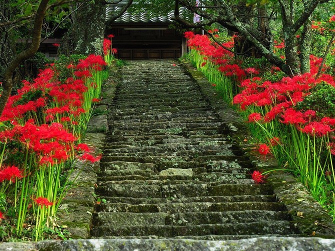 彼岸花开开彼岸,奈何桥上叹奈何.