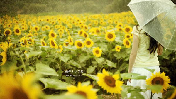 雨中向日葵