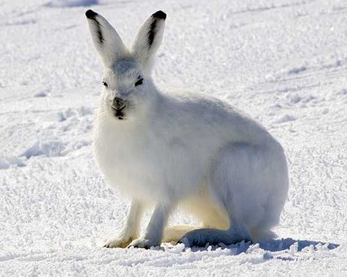 北极野兔和貂一样冬夏皮毛颜色不同,它们最具特色的是强壮的长爪子