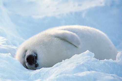格陵兰海豹,感觉好假,因为实在太可爱了。-堆糖
