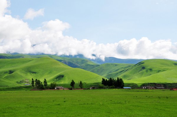 美丽的大草原