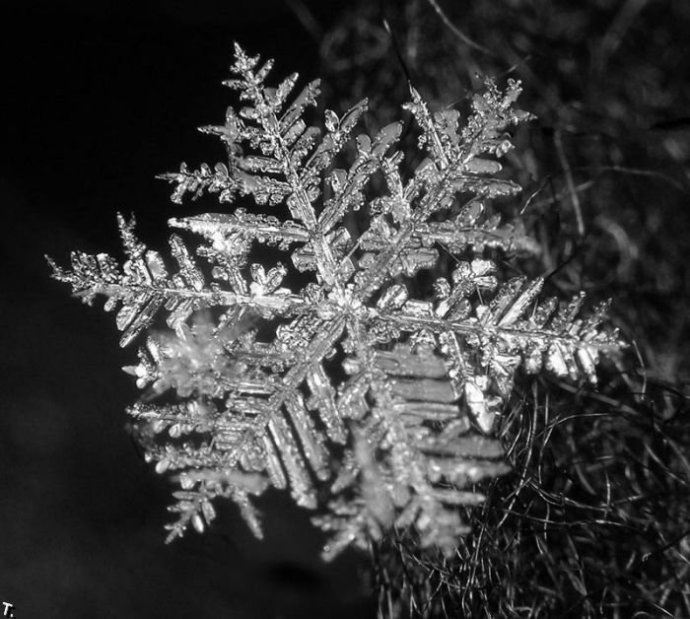 这样的雪花,真是美.