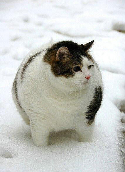 有只大肥猫.