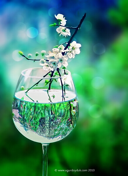 美好只需一盏玻璃杯和一支花