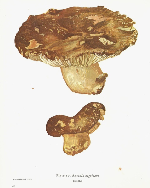 russula nigricans 稀褶黑菇