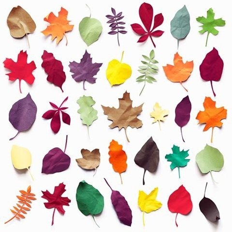 形状颜色各异的树叶