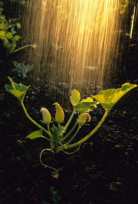 阳光和雨露