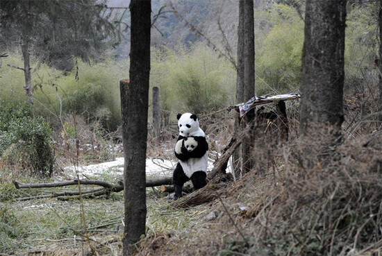 2月20日,中国四川,打扮成大熊猫的饲养员…-堆