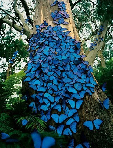 光明女神蝶 世界上最美丽的蝴蝶 #蓝